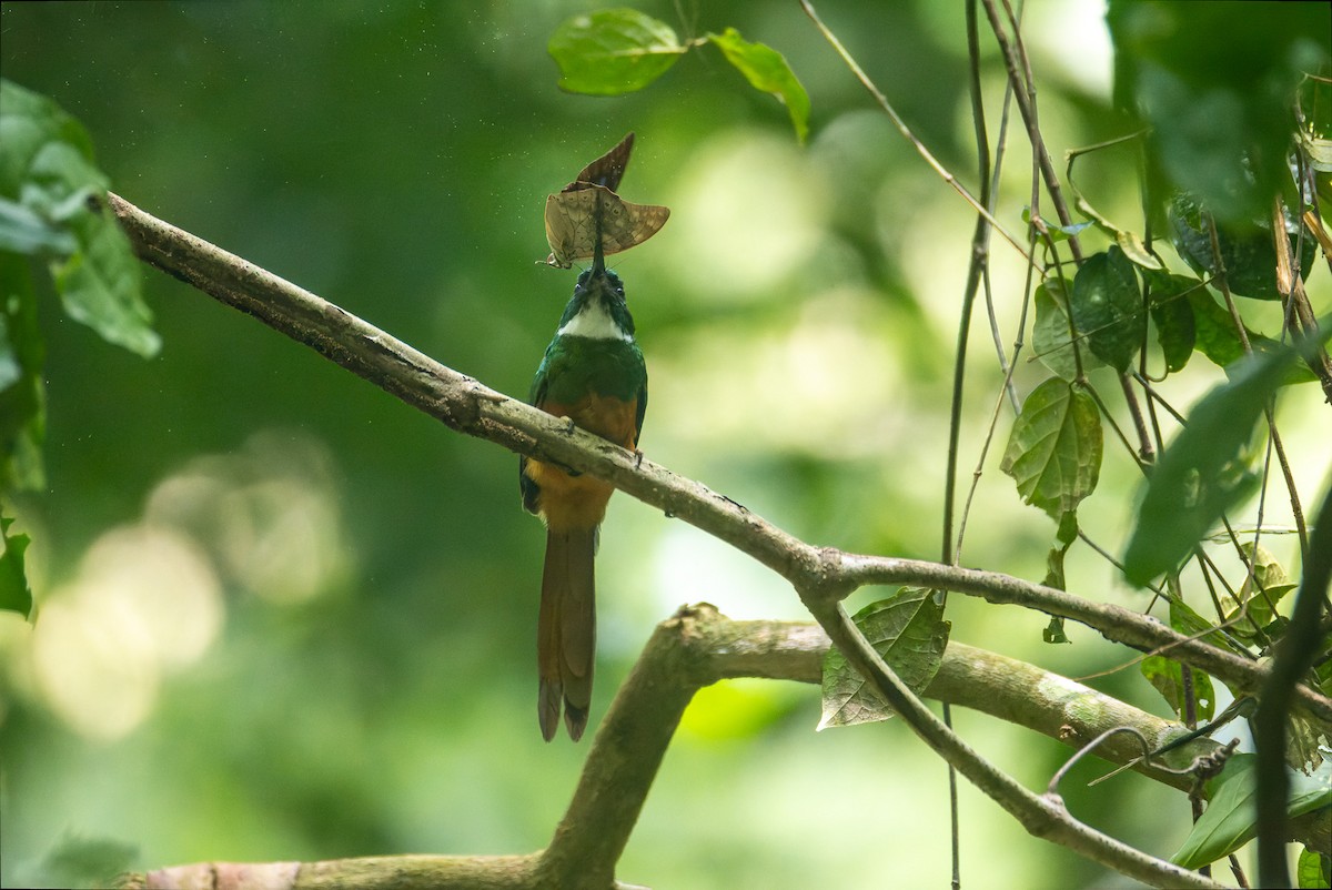 Rufous-tailed Jacamar - ML646196081
