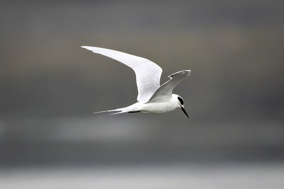 Forster's Tern - ML646196082