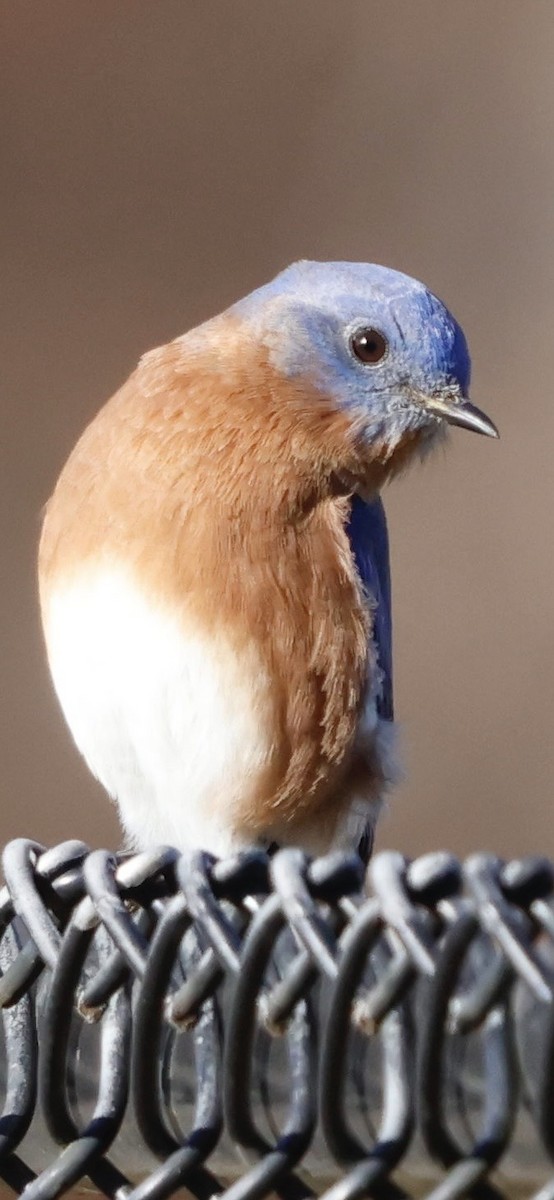 Eastern Bluebird - ML646196085