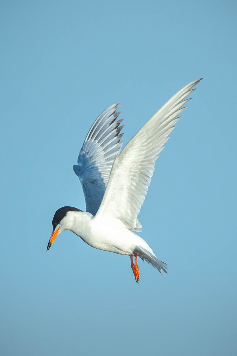 Forster's Tern - ML646196087