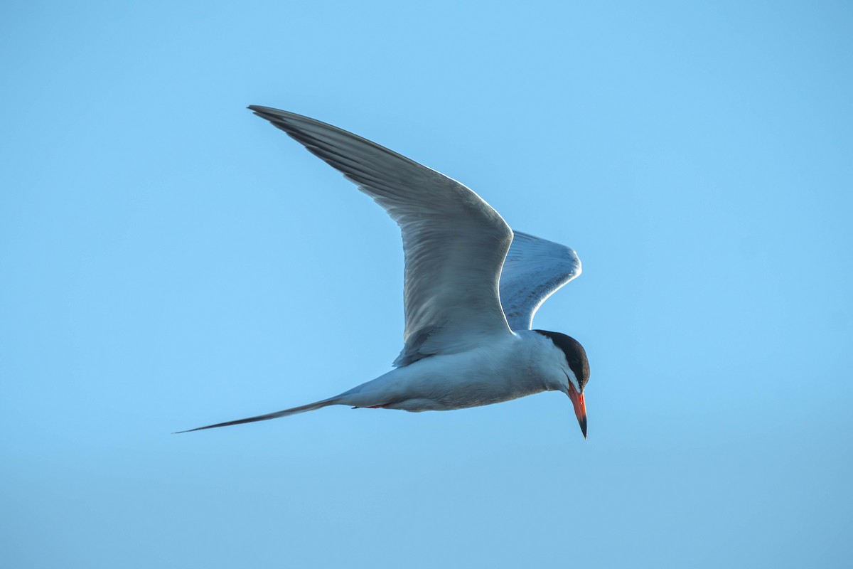 Forster's Tern - ML646196088