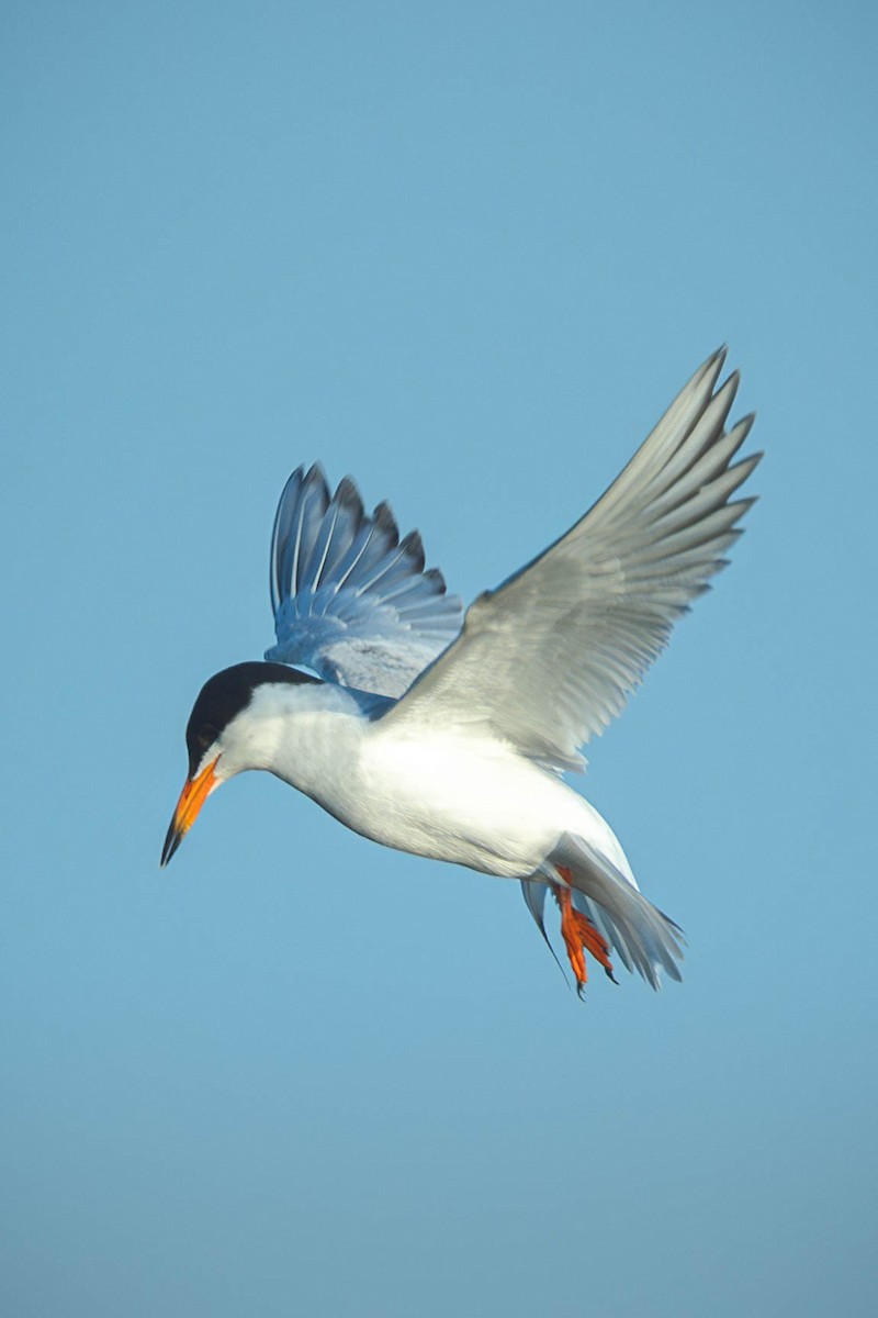Forster's Tern - ML646196089