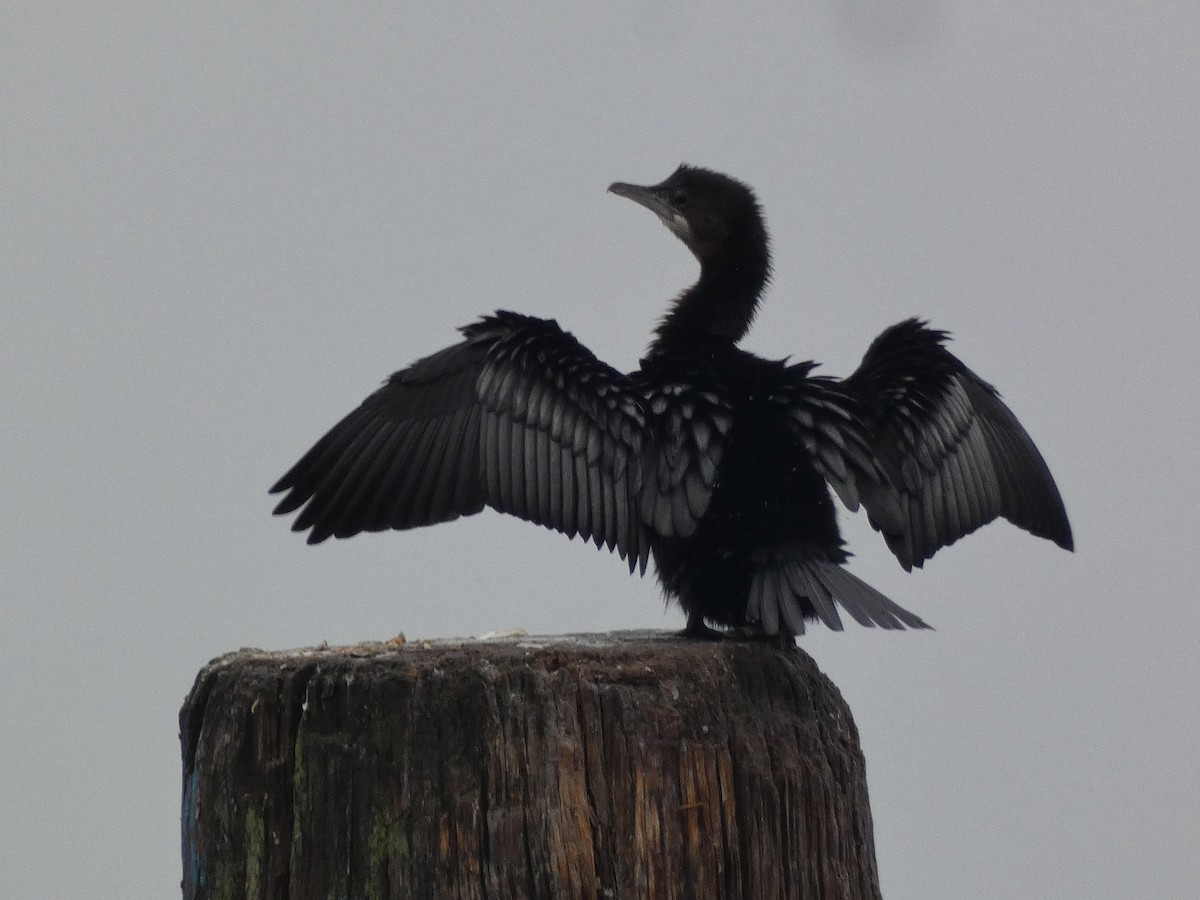 Ubarroi txikia - ML646196093