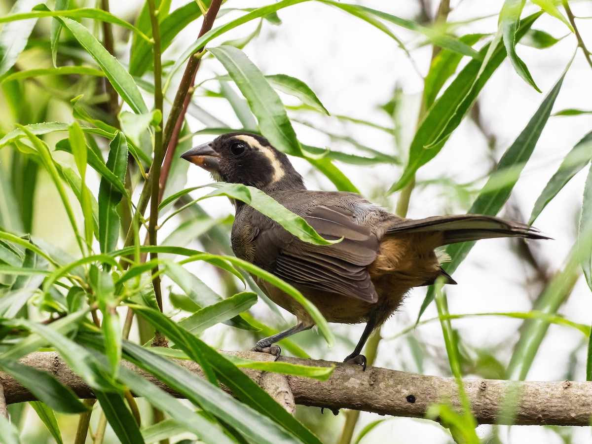 Golden-billed Saltator - ML646196095