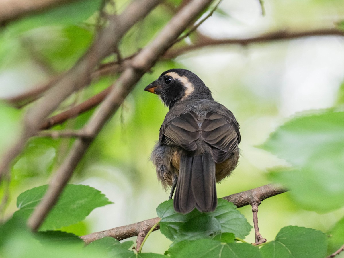 Golden-billed Saltator - ML646196096