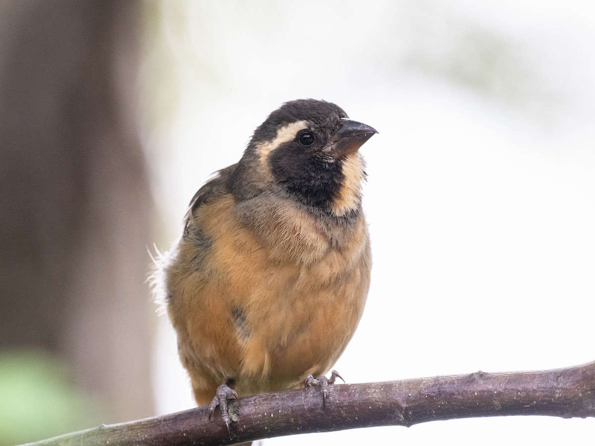 Golden-billed Saltator - ML646196097