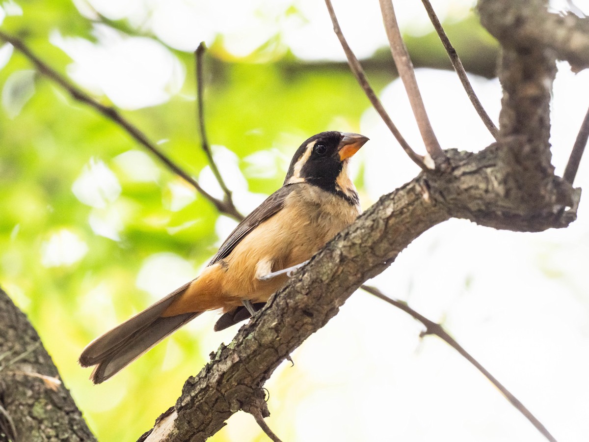Golden-billed Saltator - ML646196098