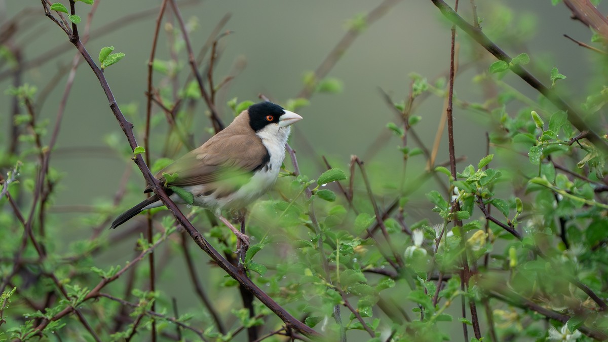 Black-capped Social-Weaver - ML646196099