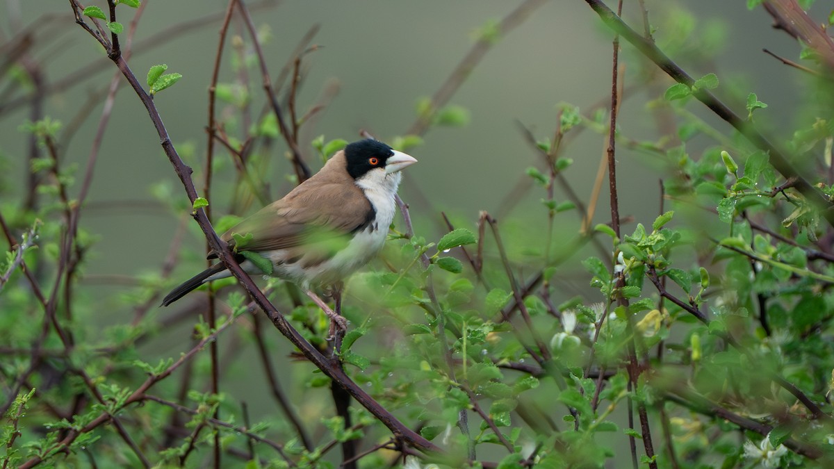 Black-capped Social-Weaver - ML646196100