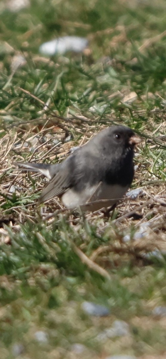 Dark-eyed Junco - ML646196102