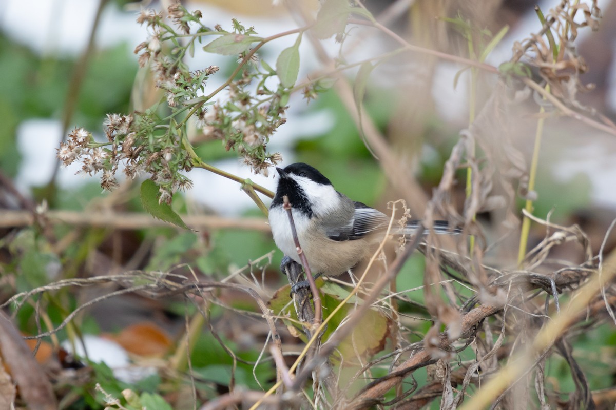 Гаїчка світлокрила - ML646196103