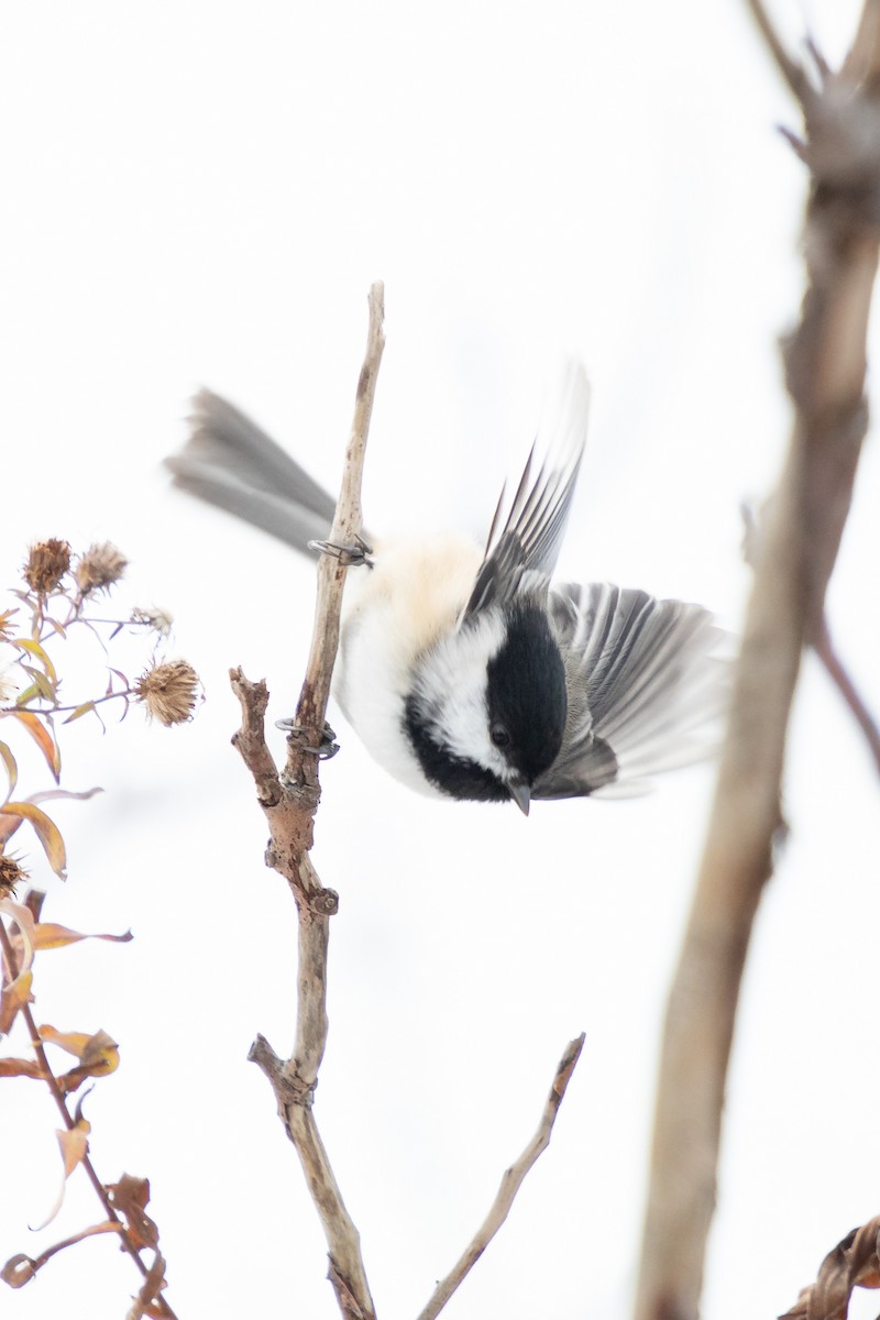 Гаїчка світлокрила - ML646196104