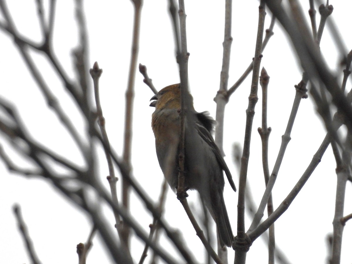 Pine Grosbeak - ML646196107