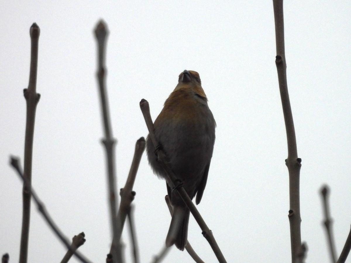 Pine Grosbeak - ML646196108