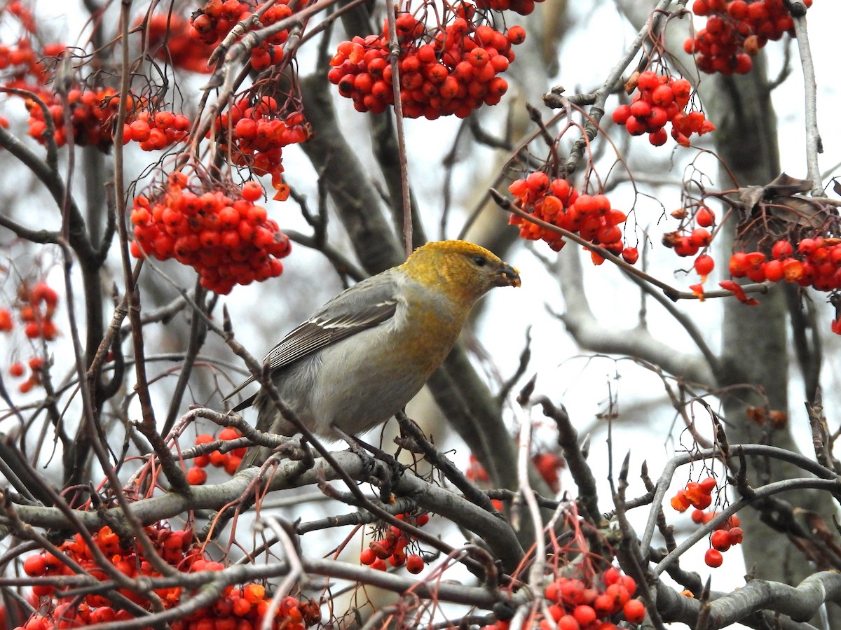 Pine Grosbeak - ML646196109