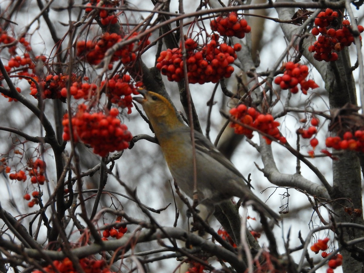 Pine Grosbeak - ML646196110