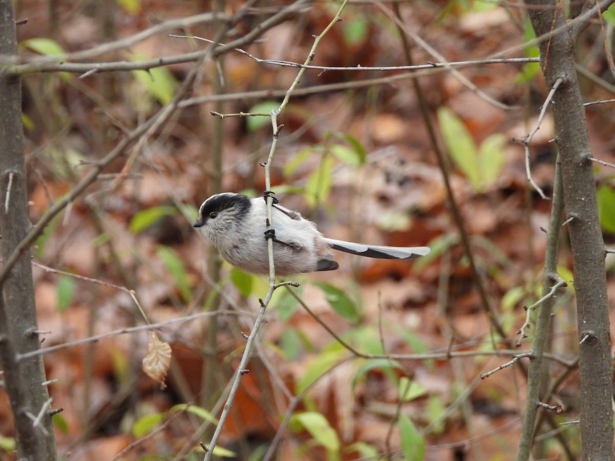 Long-tailed Tit - ML646196114