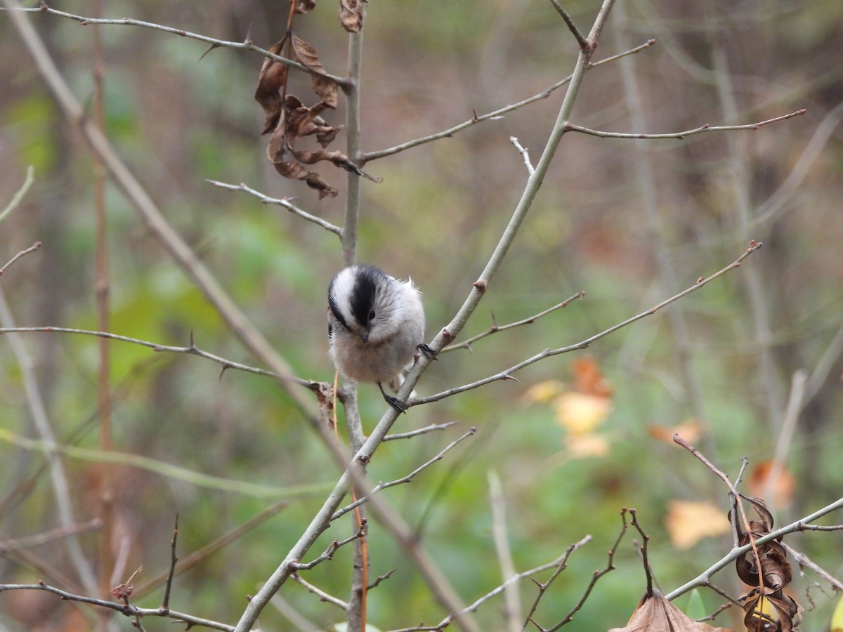 Long-tailed Tit - ML646196115