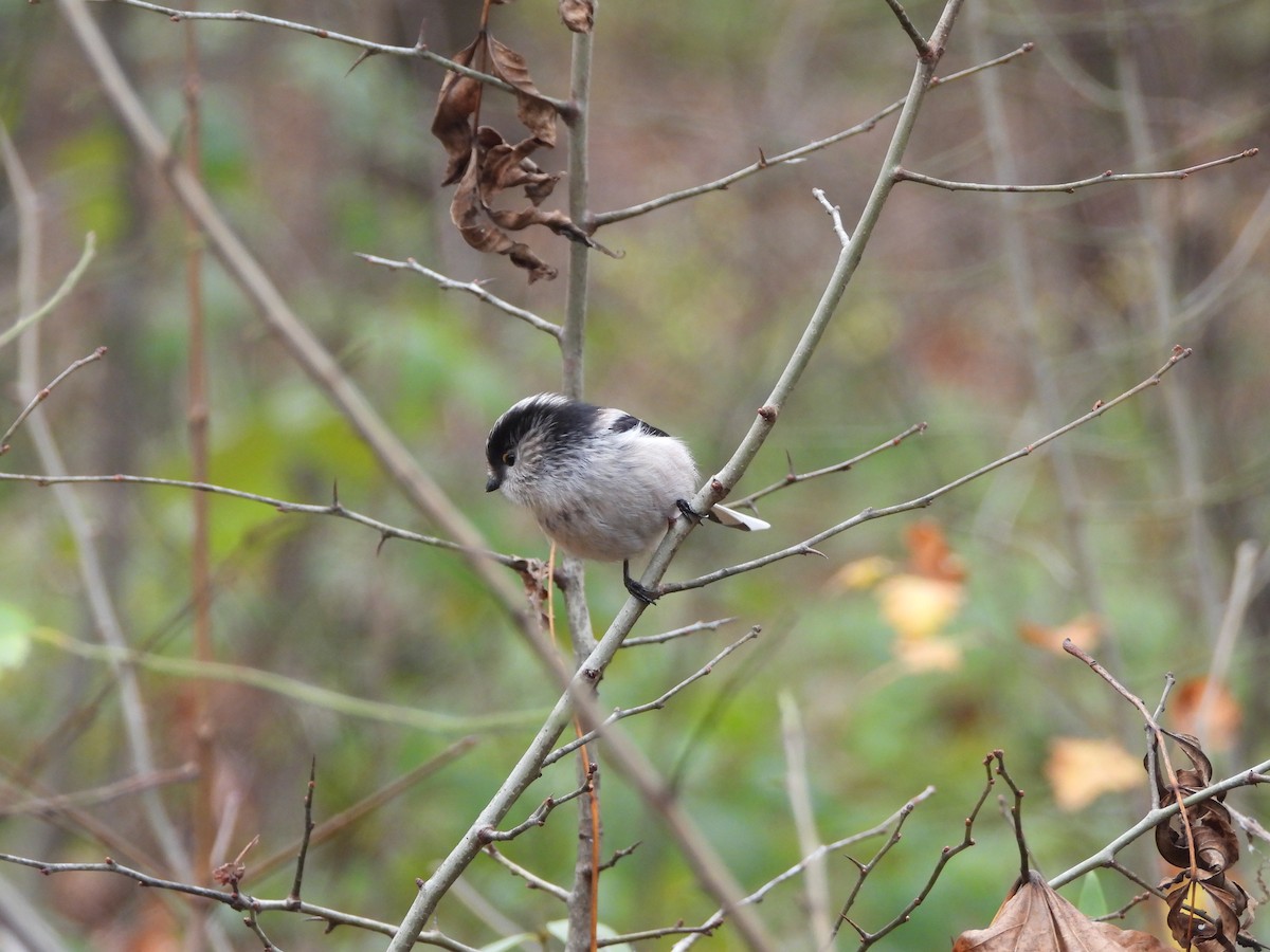 Long-tailed Tit - ML646196117
