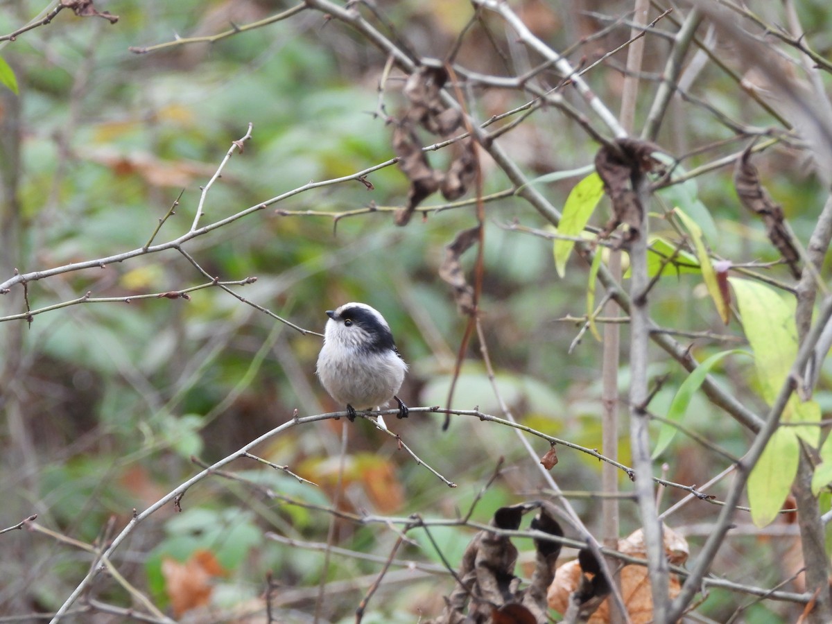 Long-tailed Tit - ML646196118