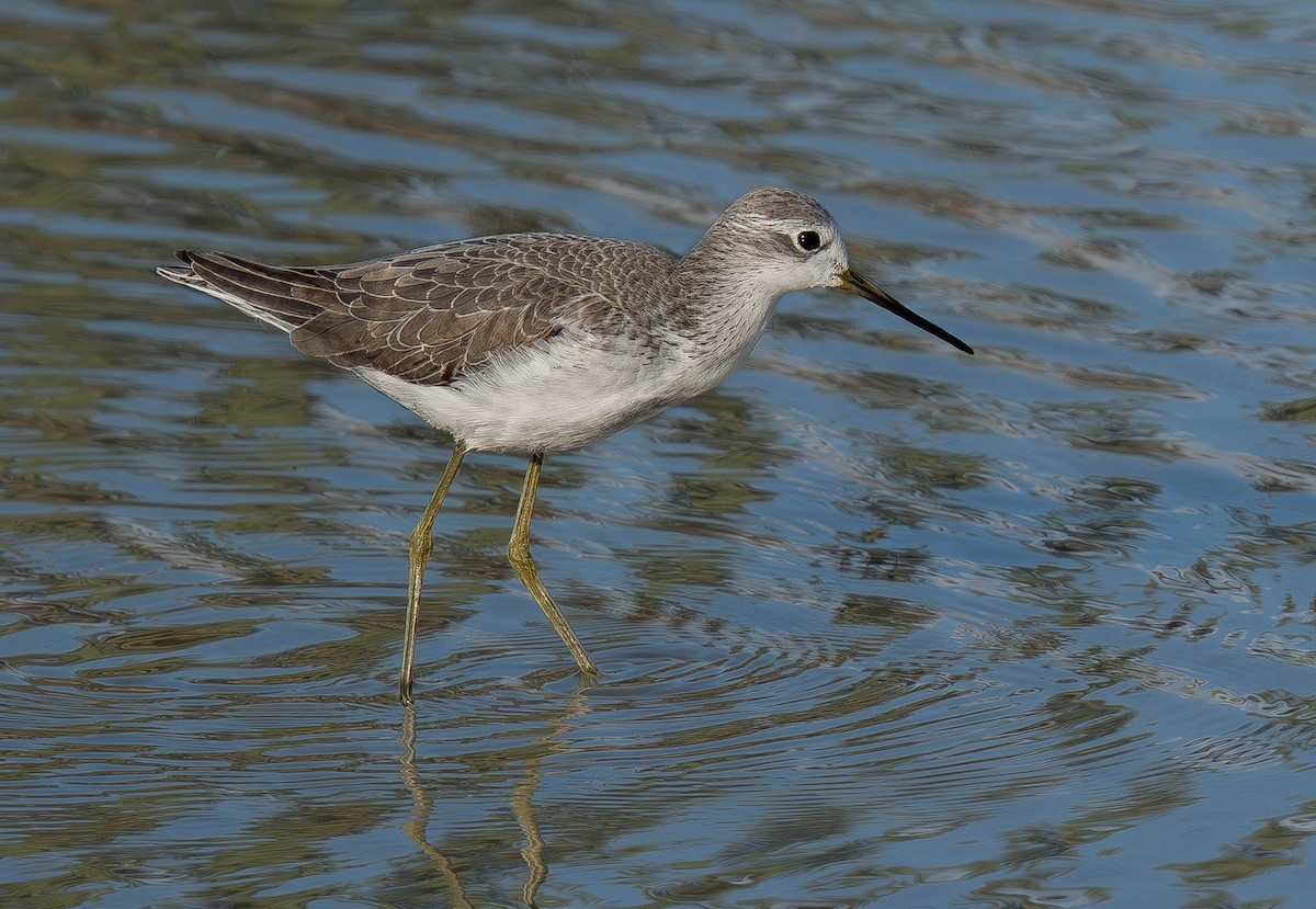 Marsh Sandpiper - ML646196126