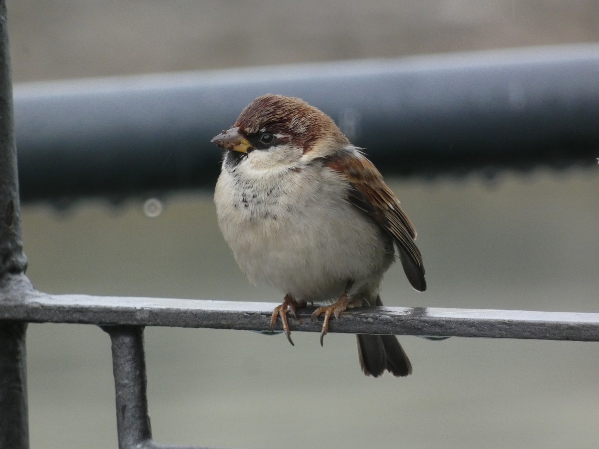 İtalyan Serçesi - ML646196140