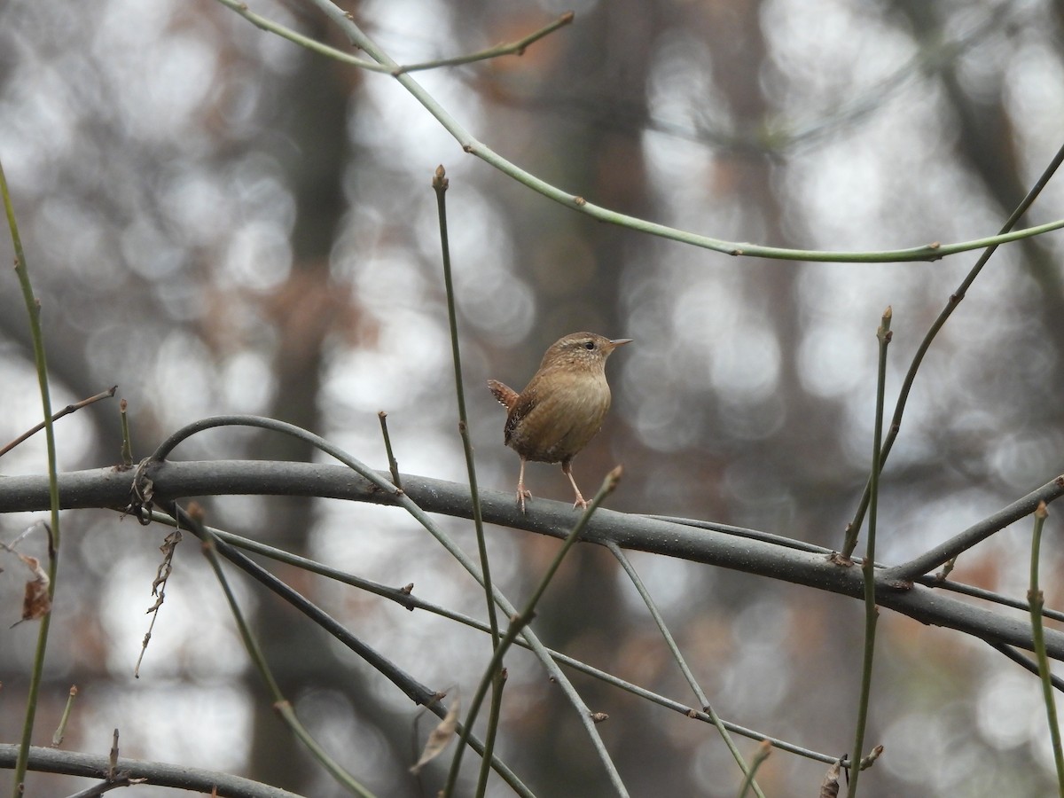 Eurasian Wren - ML646196144