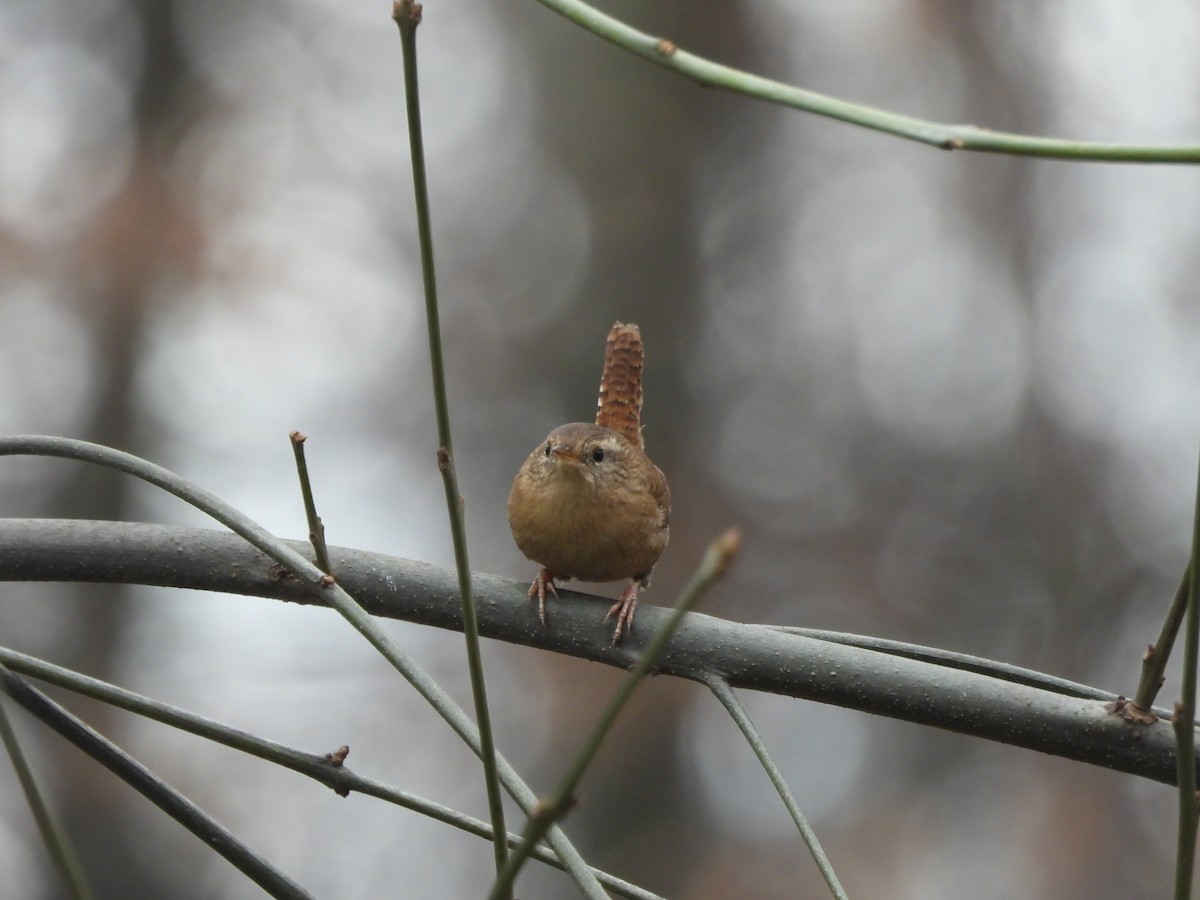 Eurasian Wren - ML646196145