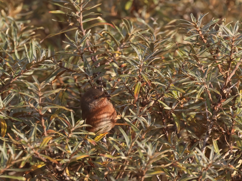 Magnanina comune - ML646196147