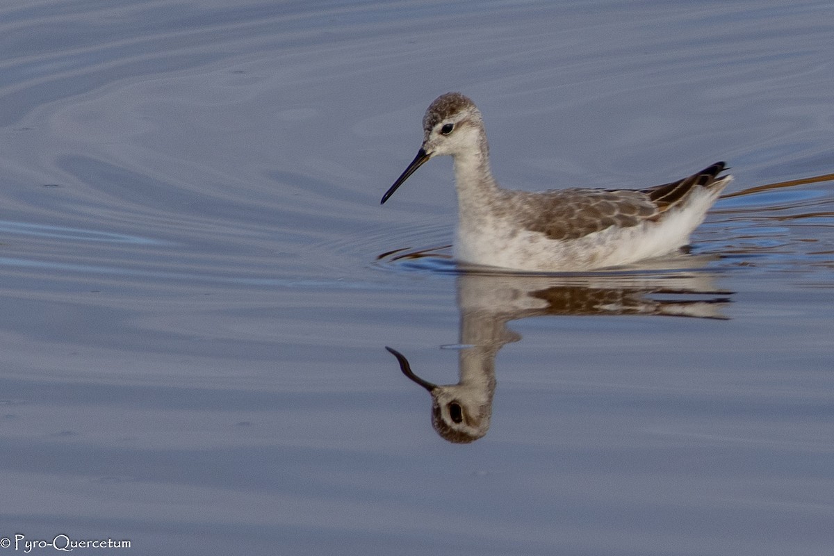 Wilsonwassertreter - ML646196149