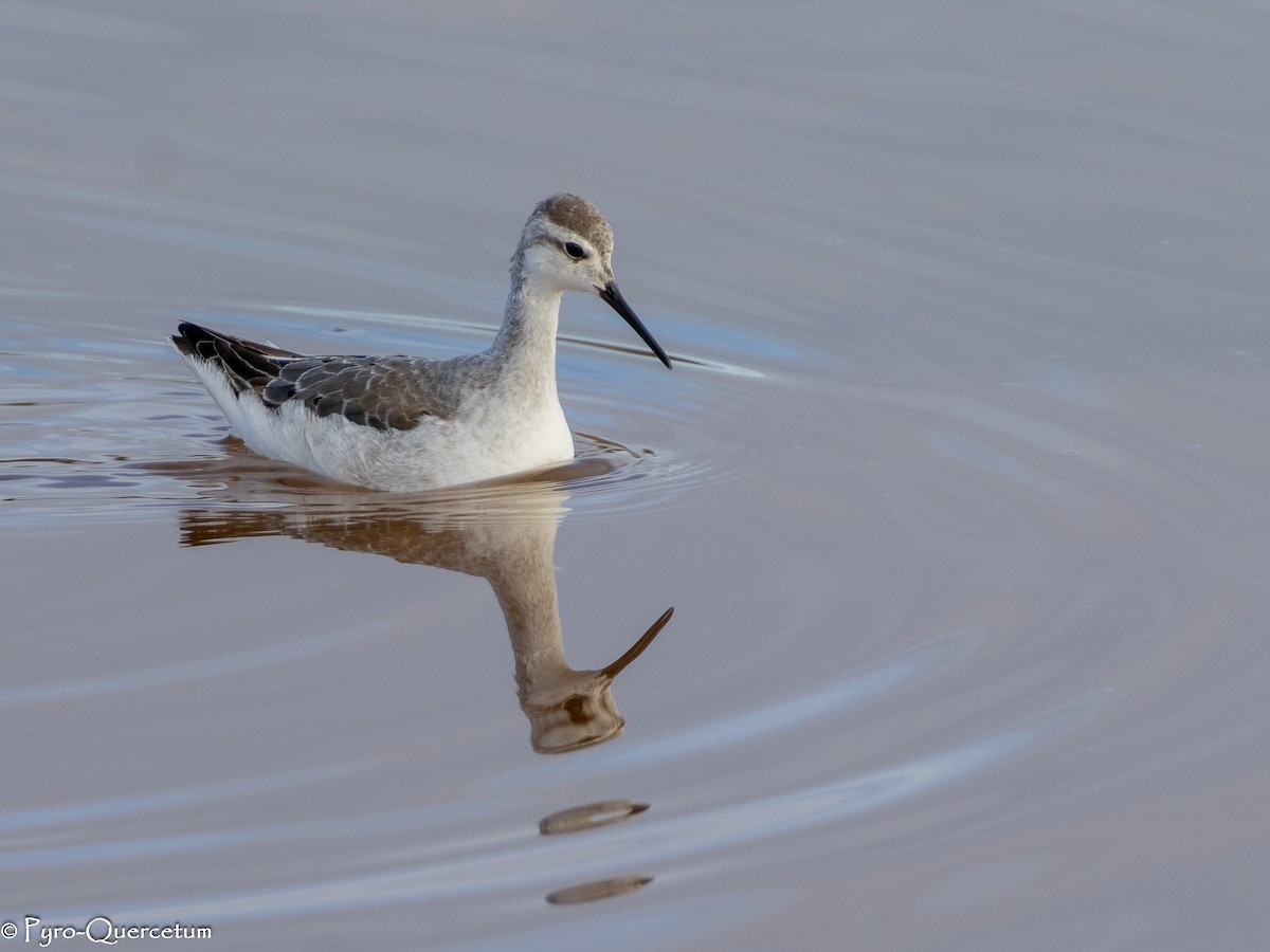 Wilsonwassertreter - ML646196150