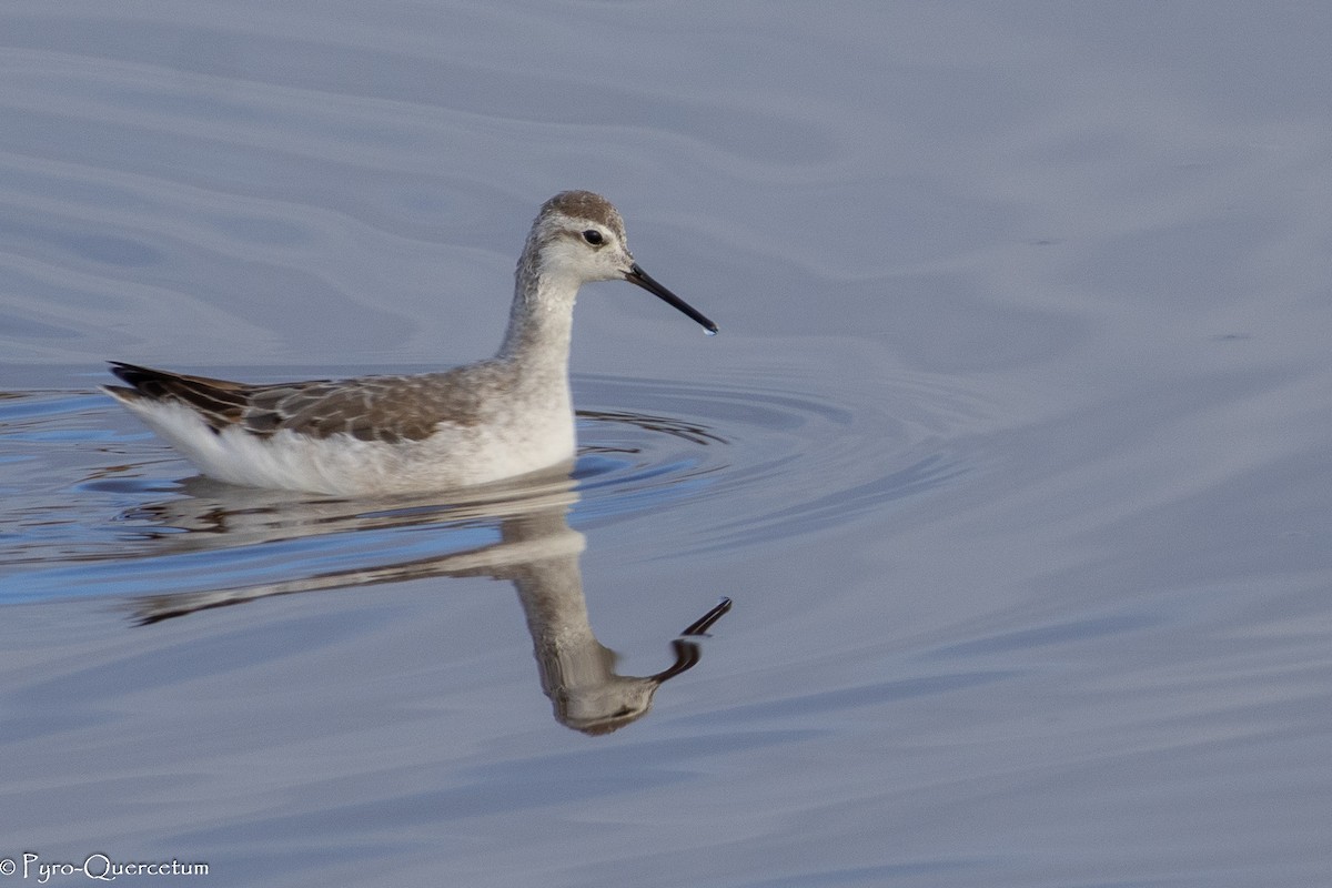 Wilsonwassertreter - ML646196151