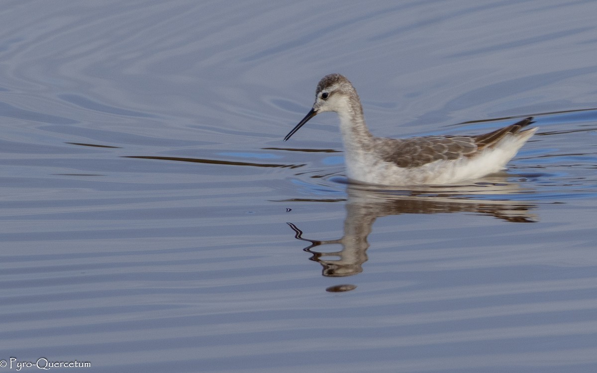 Wilsonwassertreter - ML646196152