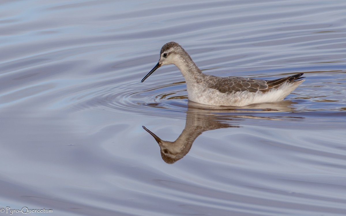 Wilsonwassertreter - ML646196153