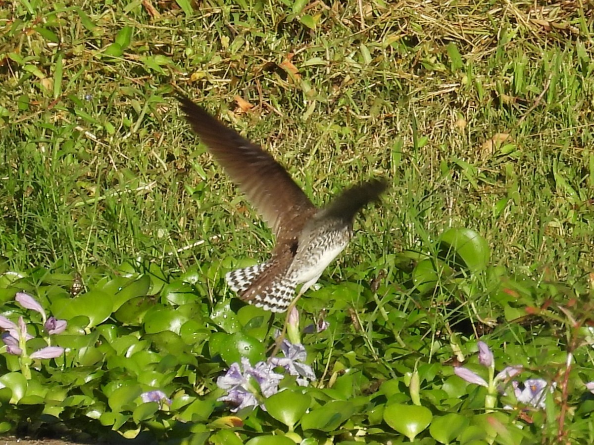 Solitary Sandpiper - ML646196154