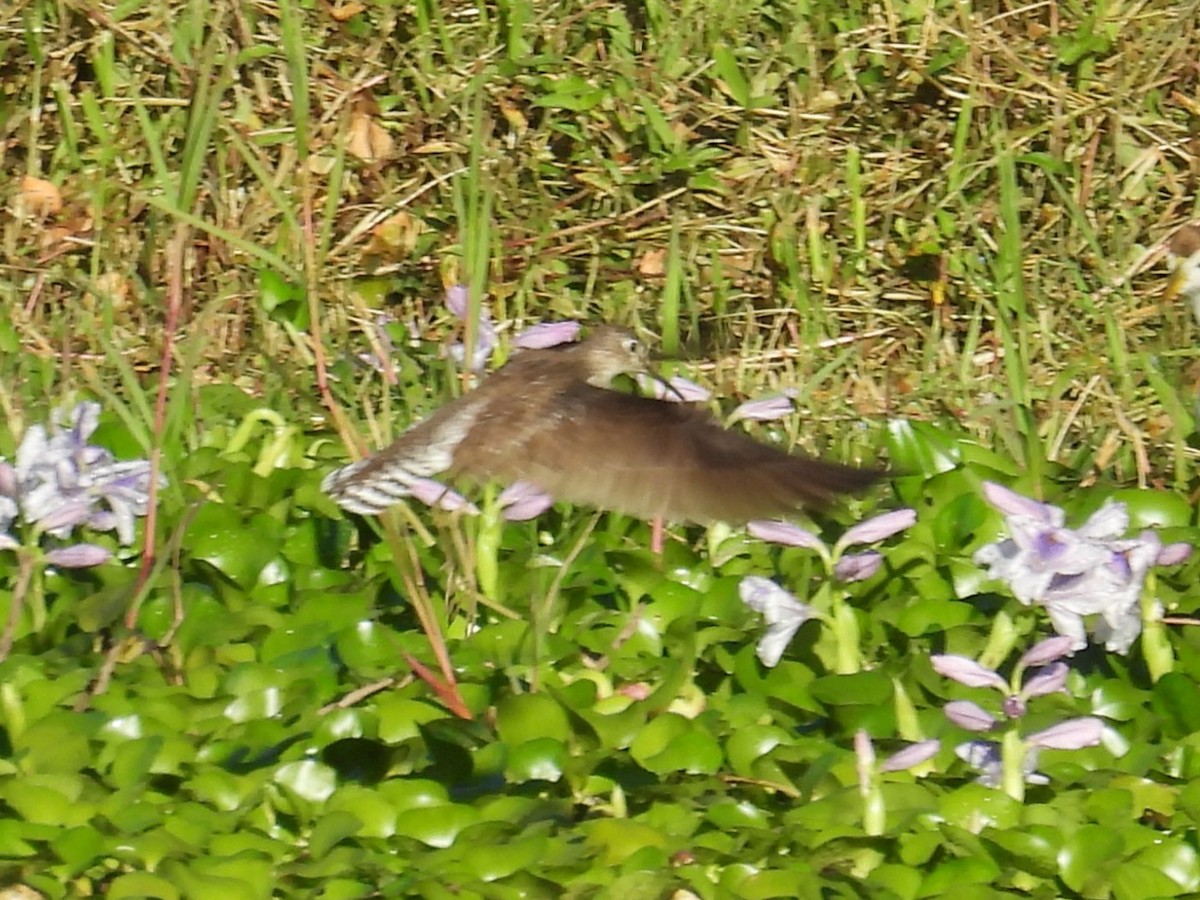 Solitary Sandpiper - ML646196155