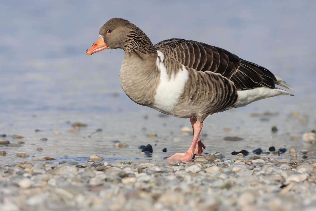 husa velká (ssp. anser) - ML646196164