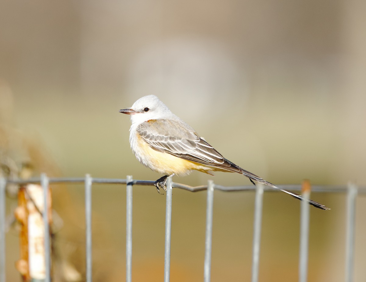 Scissor-tailed Flycatcher - ML646196171