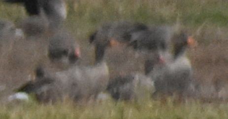 husa velká - ML646196195