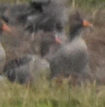 husa velká - ML646196196