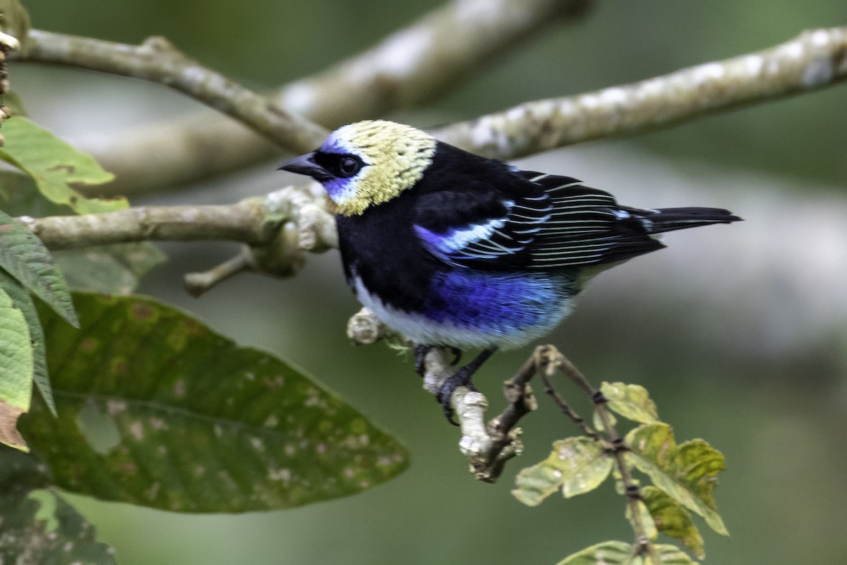Golden-hooded Tanager - ML646196209