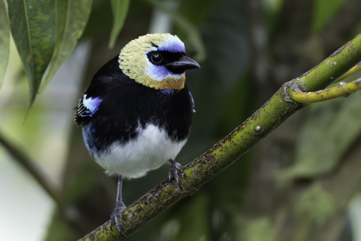 Golden-hooded Tanager - ML646196210