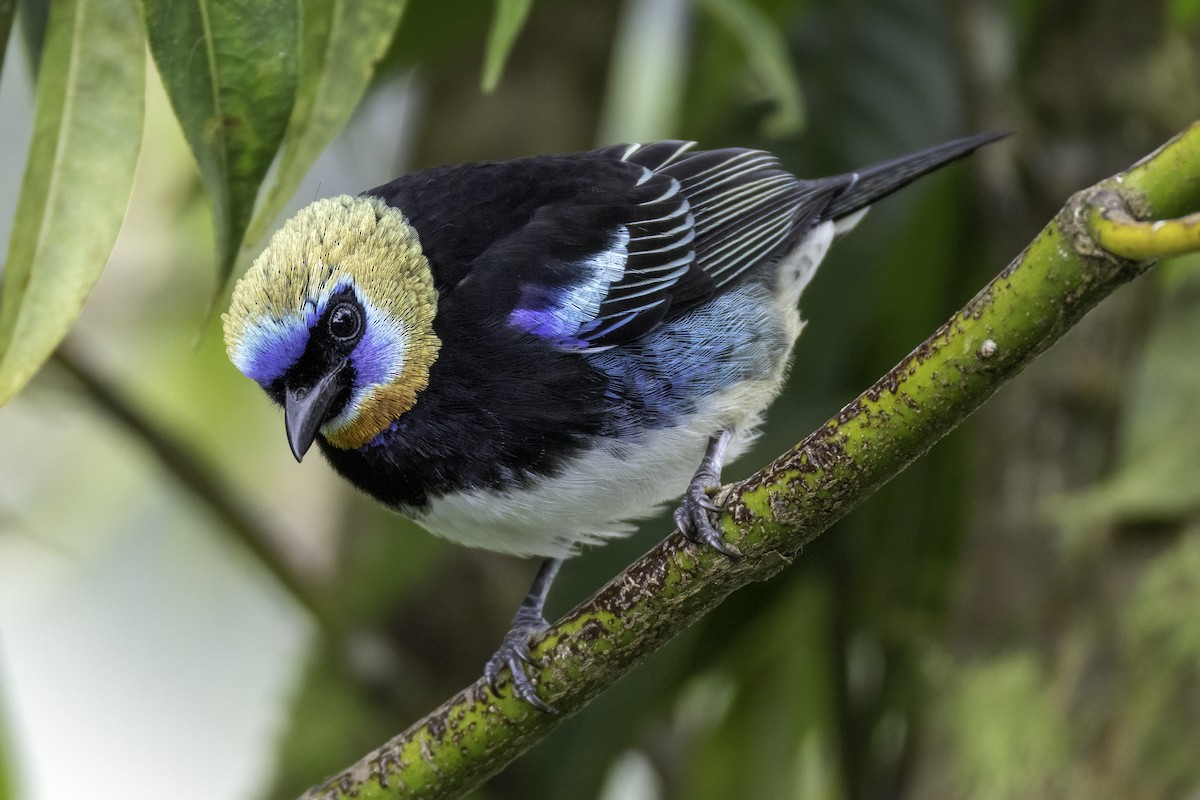 Golden-hooded Tanager - ML646196211