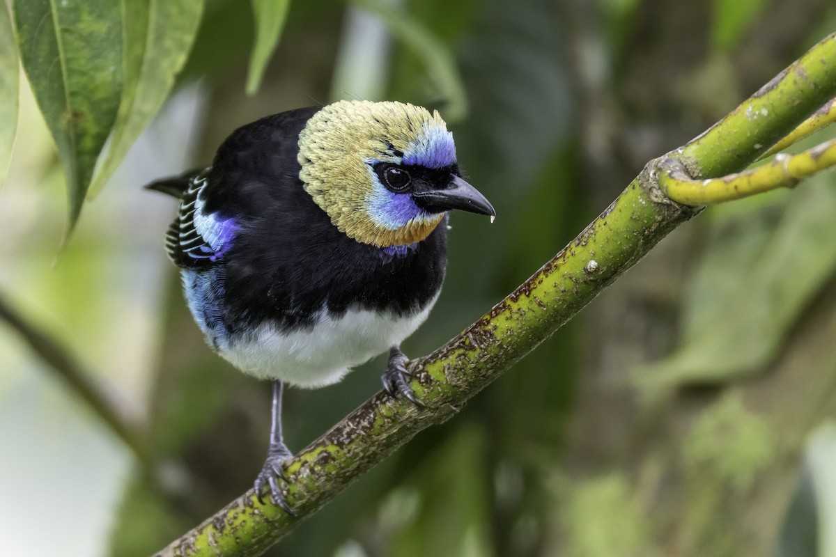 Golden-hooded Tanager - ML646196212