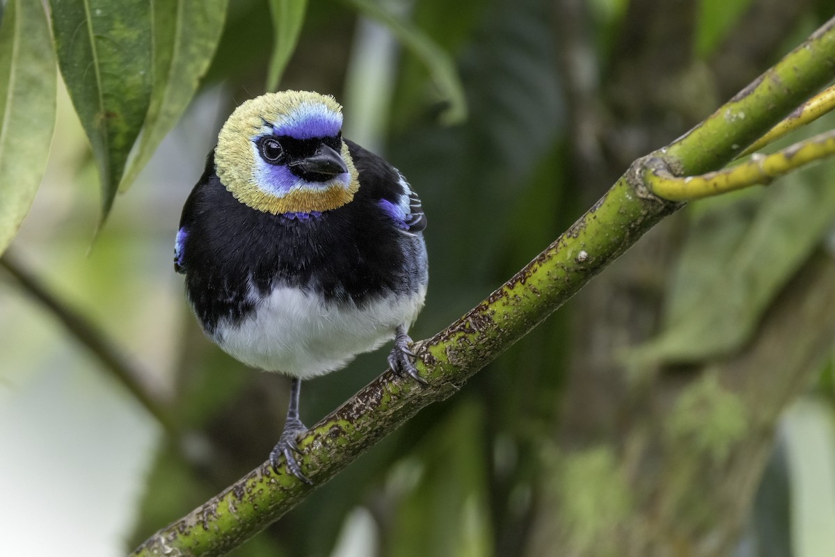 Golden-hooded Tanager - ML646196213