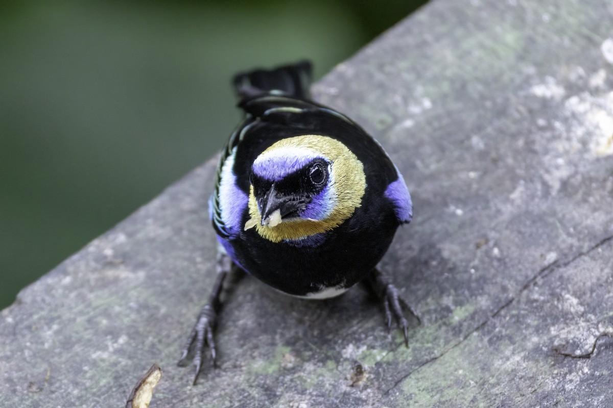 Golden-hooded Tanager - ML646196214