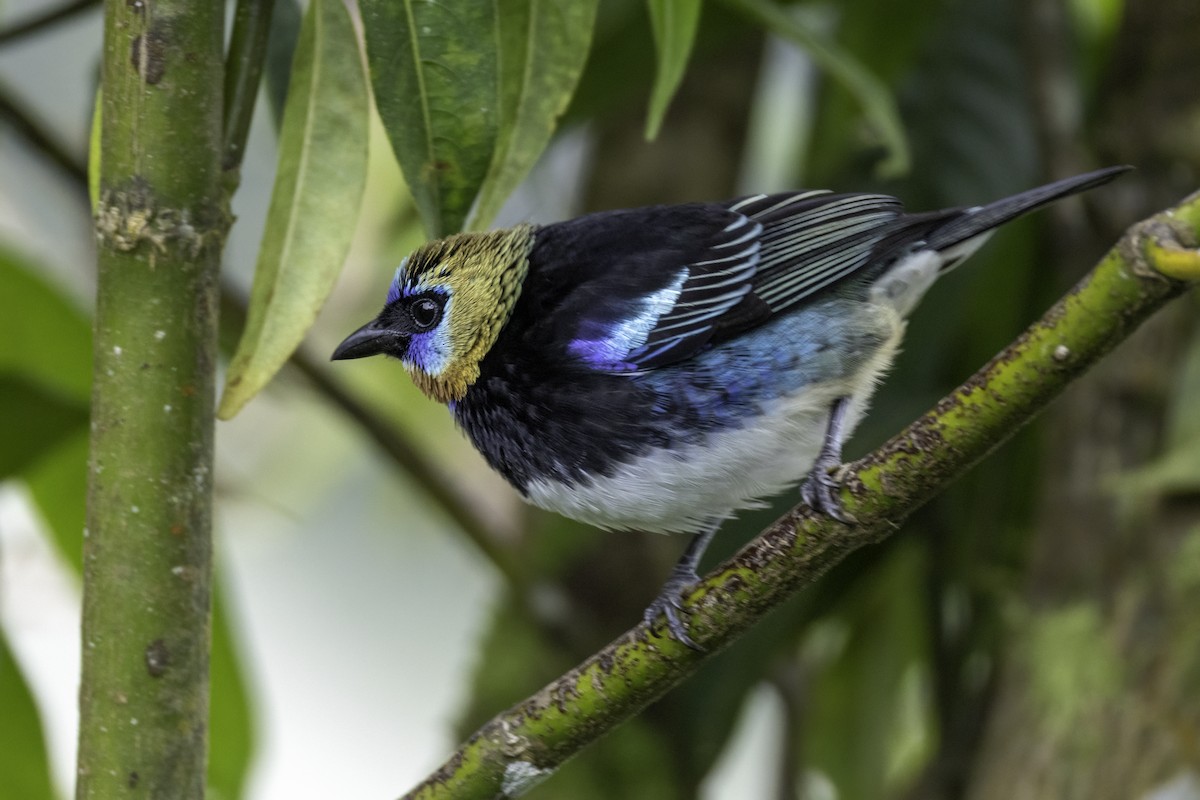 Golden-hooded Tanager - ML646196215