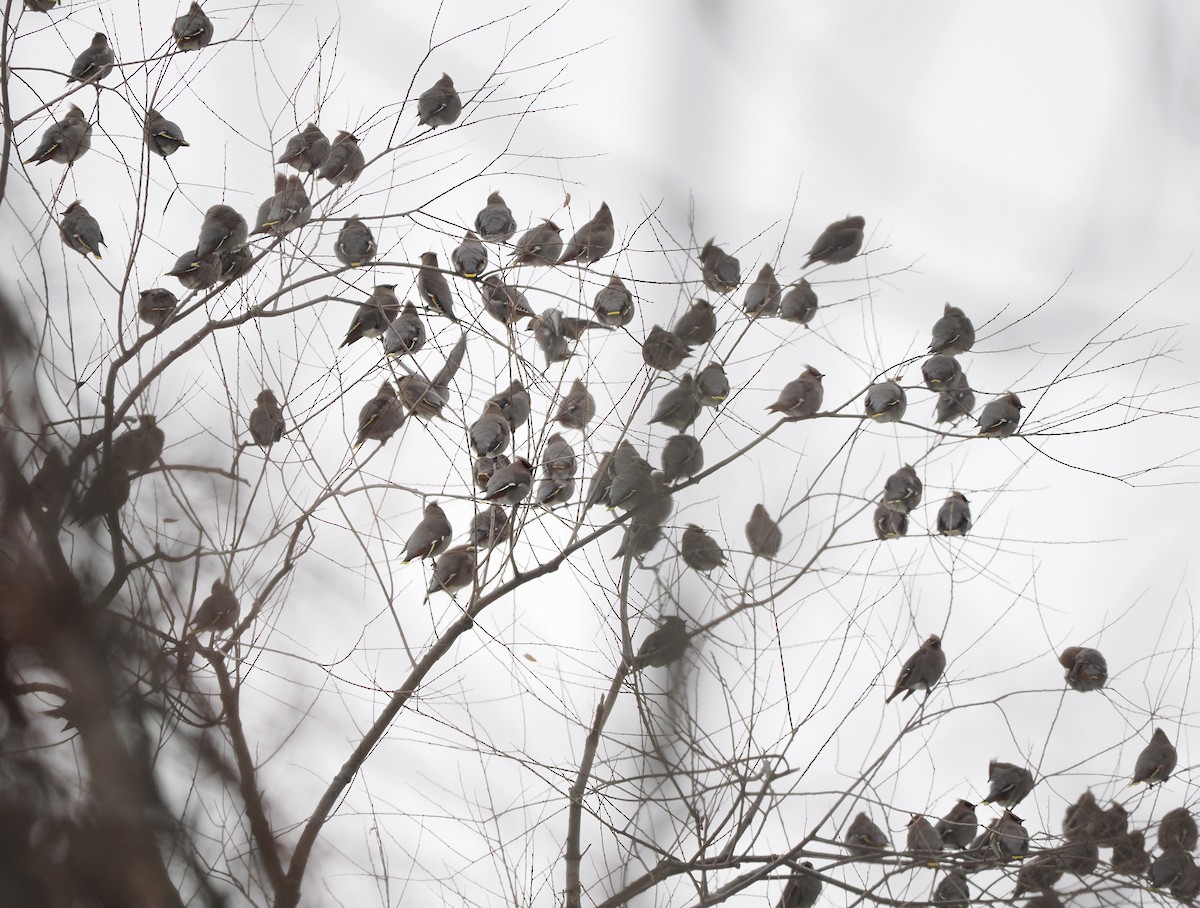 Bohemian Waxwing - ML646196217