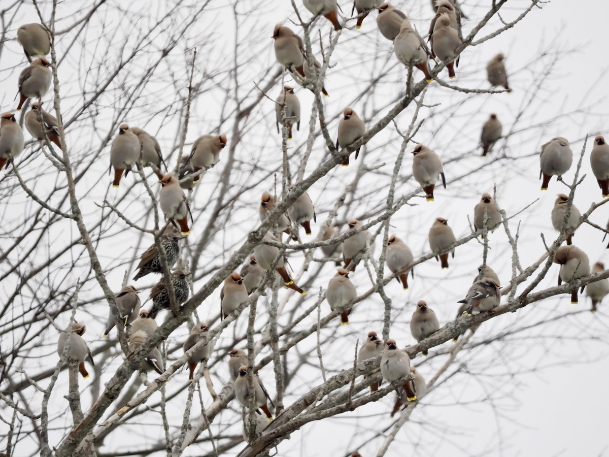 Bohemian Waxwing - ML646196218