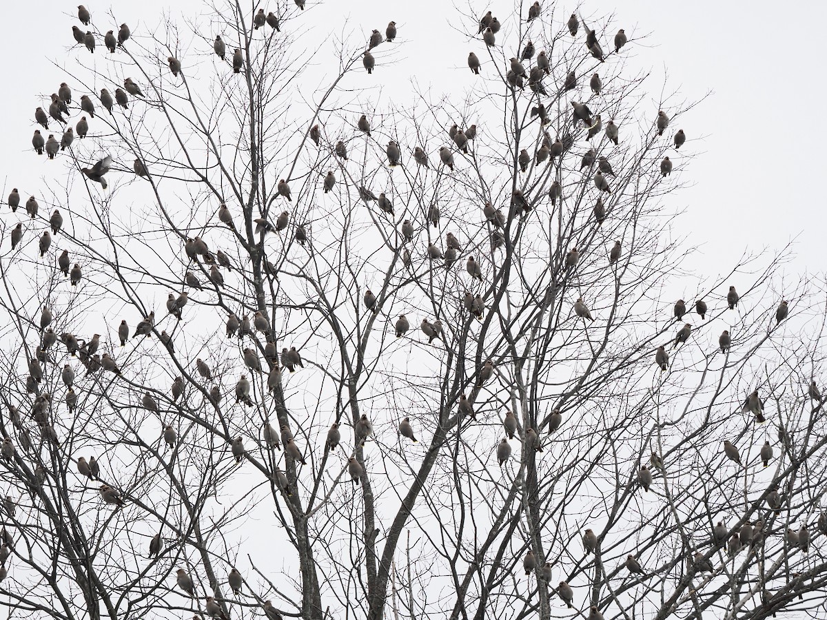 Bohemian Waxwing - ML646196219